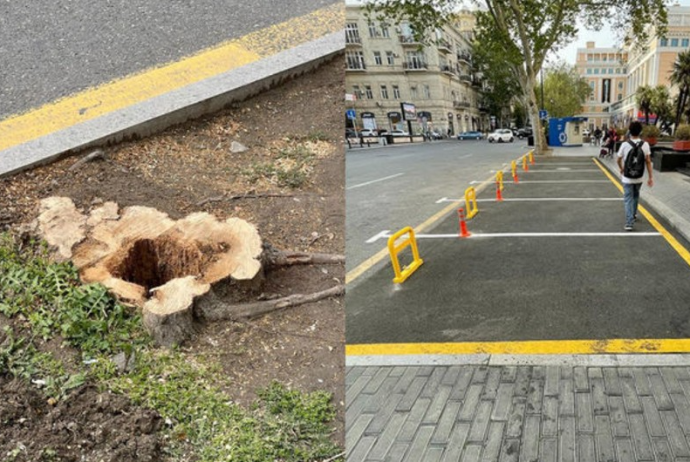 Bakının mərkəzində ağacların kəsilməsinə görə vəzifəli şəxs cərimələnib - MƏBLƏĞ | FED.az