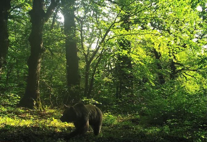 Altıağac milli parkına giriş pulsuz olacaq (FOTO) | FED.az