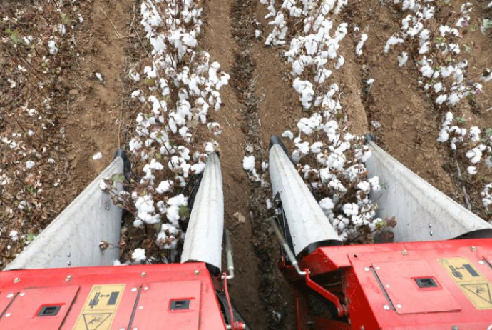 Nazirlik: Pambıq yığımında rekord göstəricilər əldə olunur | FED.az