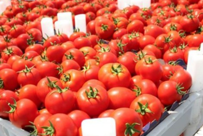 Azərbaycanın xaricə satdığı pomidor 8% - UCUZLAŞIB | FED.az