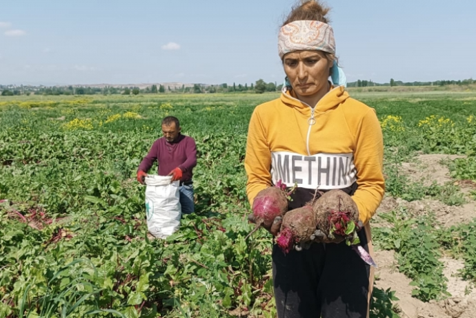 Keçən il kiloqramı 60 qəpik idi, indi 40 qəpikdir - SATIŞINDA PROBLEM YARANIB | FED.az