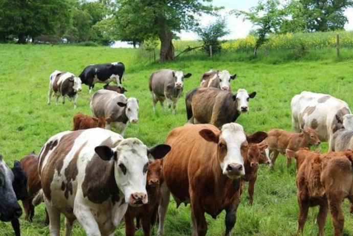 Gürcüstandan heyvan idxalına qoyulan qadağa ləğv edildi | FED.az
