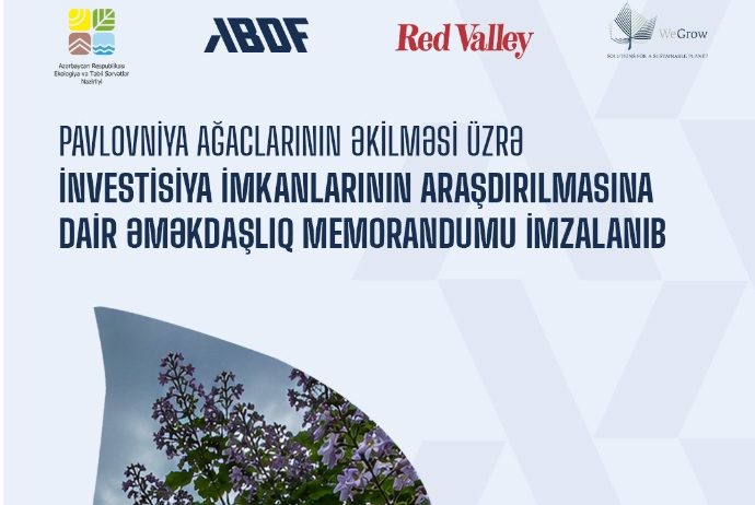 Azərbaycanda ilk dəfə: Pavlovniya ağacına yatırım sərfəlidirmi? – YENİ LAYİHƏ BAŞLAYIR | FED.az