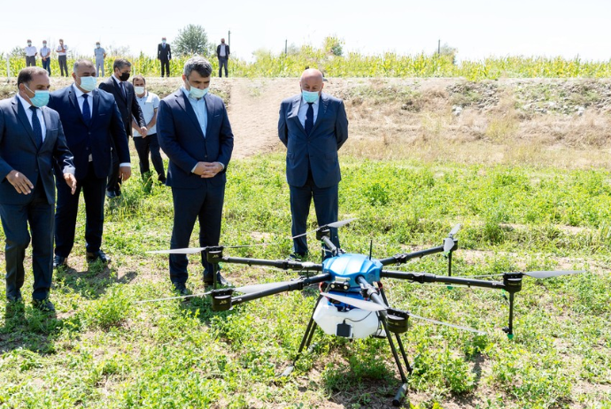 Azərbaycanda ilk dəfə qarğıdalı sahələri dronlar vasitəsilə - DƏRMANLANIB | FED.az