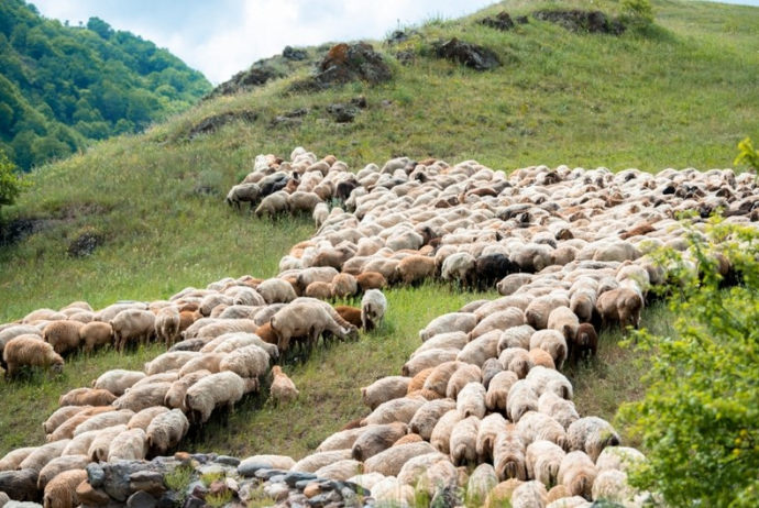 Azərbaycanda yarımintensiv qoyunçuluq təsərrüfatları yaradılacaq | FED.az