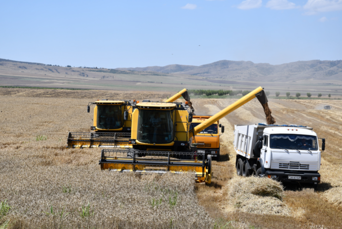 2 min hektarlıq təsərrüfat: Hər hektardan 6,5-7 ton buğda, 14-16 ton qarğıdalı götürür | FED.az