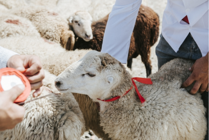 Qurban bayramı yarmarkalarının təşkili bu şirkətə tapşırıldı - MƏBLƏĞ | FED.az