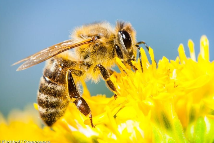 Yağıntılı hava arı təsərrüfatları üçün - ÇƏTİNLİK YARADIB | FED.az