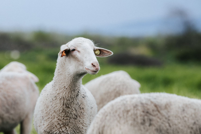 Azərbaycan xaricdən qoyun alışını - KƏSKİN ARTIRIB | FED.az