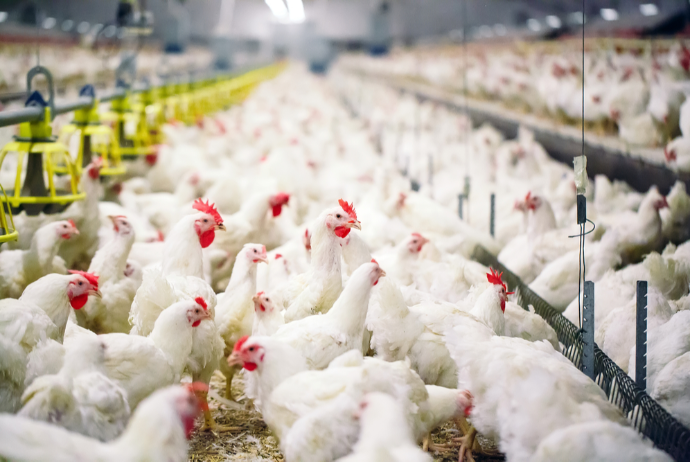 "Hajigabul Poultry Farm Company" işçilər axtarır - VAKANSİYALAR | FED.az