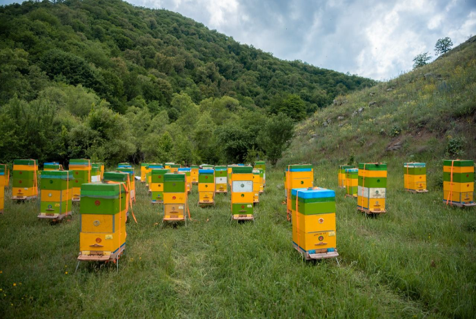 Kəlbəcər yaylaqlarına daha 2 500 arı ailəsinin köçürülməsinə - Başlanılıb - FOTOLAR | FED.az