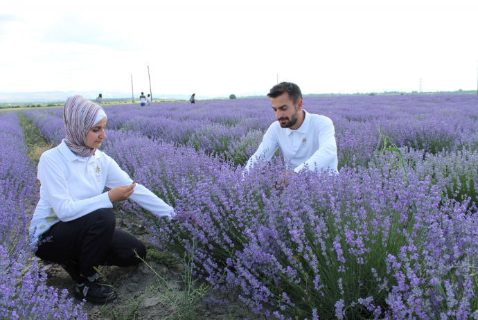 Azərbaycanda orqanik lavanda balının istehsalına - Başlanılacaq | FED.az