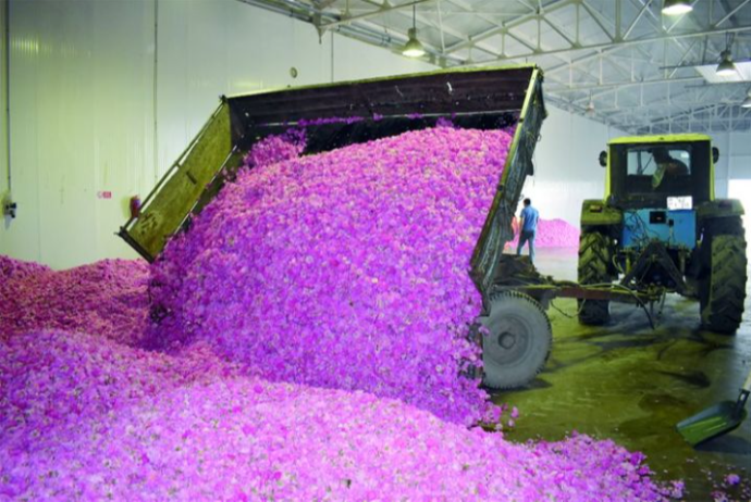 "Dünya qızılgül efir yağı istehsalının 200 kq-dan artıq hissəsi bizim şirkətin payına düşür" | FED.az
