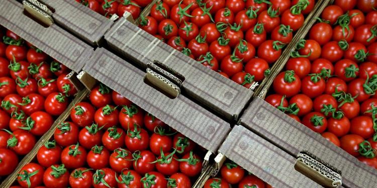 Azərbaycandan Rusiyaya gətirilən 20 ton pomidorda ziyanverici aşkarlanıb | FED.az