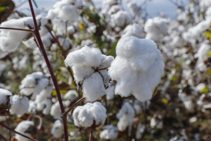 Dekabrda 10 milyonluq pambıq lifi ixrac olunub | FED.az