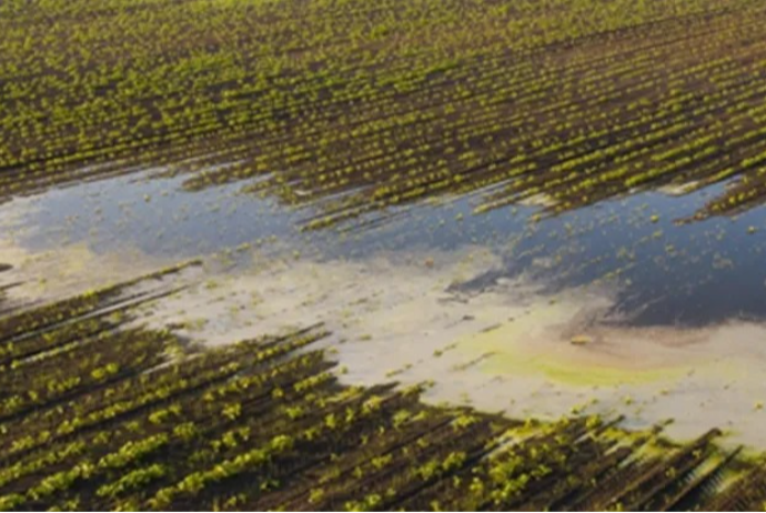 Aqrar Sığorta Fonduna 6500 hektar əkin sahələri üzrə zərər müraciətləri daxil olub | FED.az