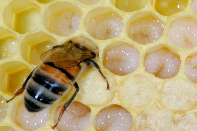 1 qramının orta satış qiyməti isə 6,8 manat olub | FED.az