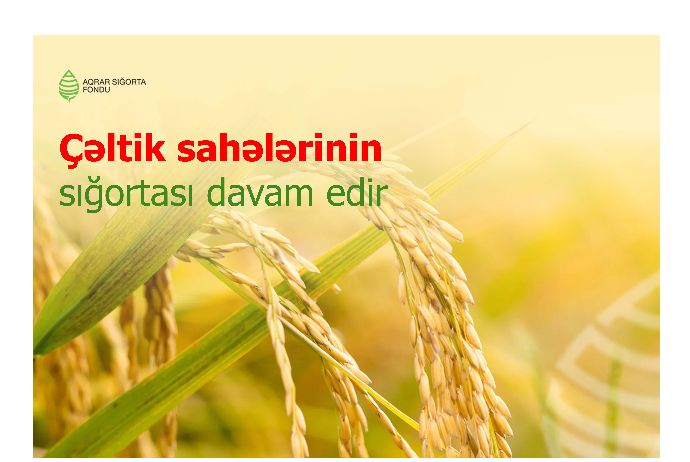 Çəltik sahələrinin sığortası davam edir – ŞƏRTLƏR, MƏBLƏĞLƏR – SON 10 GÜN! | FED.az