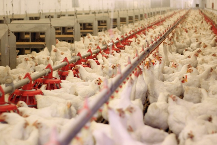 "Ağdaş Quşçuluq" ASC-nin 30%-lik səhm paketi özəlləşdirilib - MƏBLƏĞ | FED.az