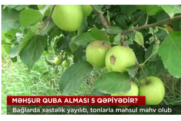 Qubada fermerlər çətin vəziyyətdə – Almanın kiloqramı 5 qəpiyə düşüb - VİDEO | FED.az