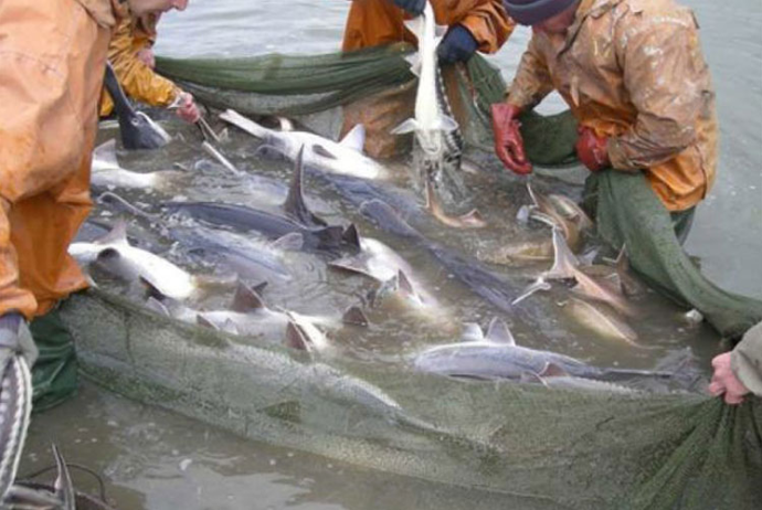 Mayın 1-dən balıq ovuna moratorium - QÜVVƏYƏ MİNİR | FED.az