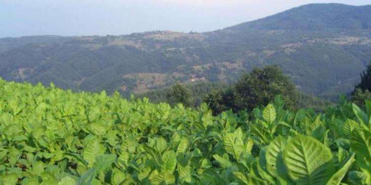 В Закатальском районе поощряется развитие табаководства и садоводства | FED.az