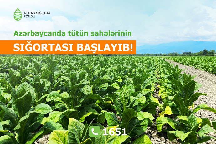 Azərbaycanda tütün əkinlərinin sığortası başlandı - ŞƏRTLƏR, MƏBLƏĞLƏR | FED.az
