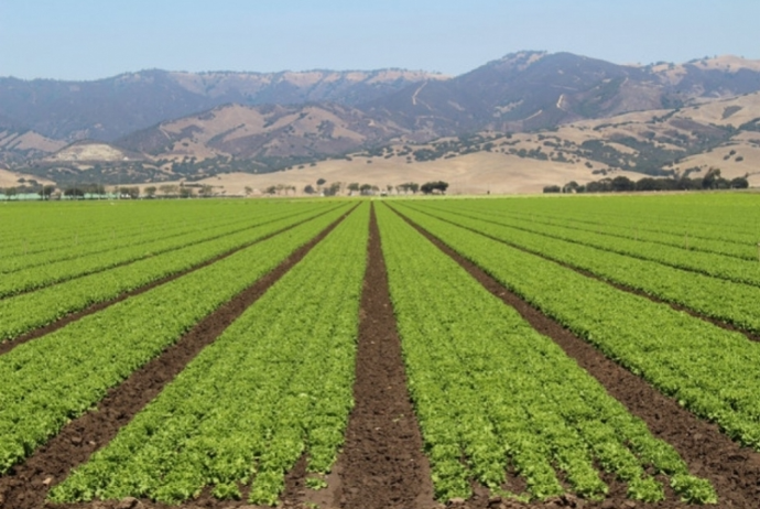 Zərdabda əkin sahələrinin su təminatının yaxşılaşdırılması üçün - 10 MİLYONLUQ LAYİHƏ | FED.az