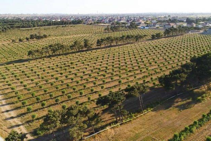 Azərbaycanda böyük badam və zeytun bağları salan şirkət - Cərimələnib | FED.az