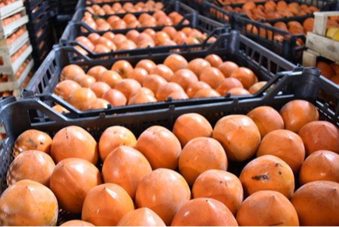 Xurma milyonlar qazandırır - 3 AYDA 32 MİLYON DOLLAR | FED.az