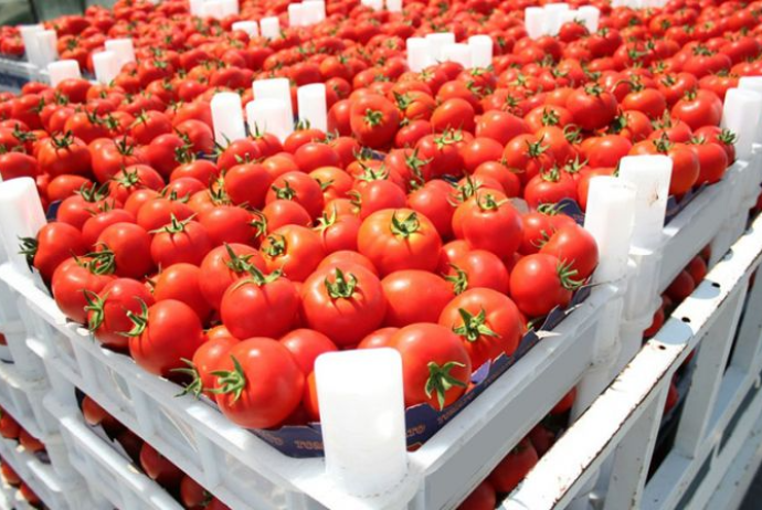 Azərbaycan bu ilin əvvəlindən Moskvaya 1,3 min tondan çox pomidor - İXRAC EDİB | FED.az