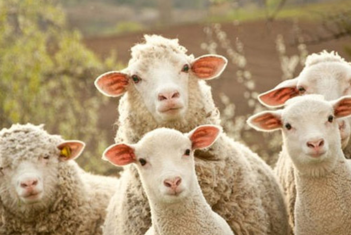 Qurban bayramı ərəfəsində bazarlardakı - QİYMƏTLƏR - VİDEO | FED.az