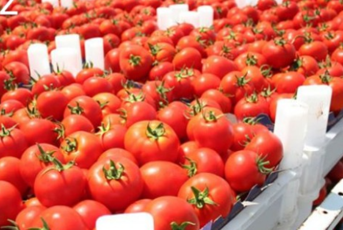 11 ayda xaricə satılan pomidordan gəlirlər 7% - AŞAĞI DÜŞÜB | FED.az