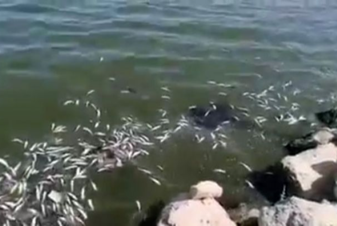 Xəzər dənizində balıqların kütləvi şəkildə tələf olması ilə bağlı - AÇIQLAMA | FED.az