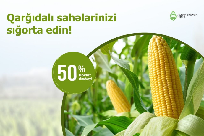 Qarğıdalı sahələrinin sığortası başlanıb | FED.az