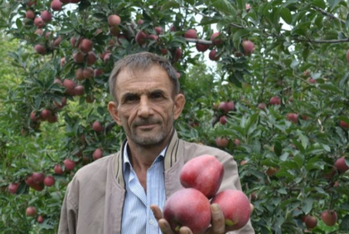 "Bağa on dəfədən çox dərman çiləmişik, yenə də almaların xeyli hissəsi qurdludur" - DƏRMANLAR KEYFİYYƏTSİZDİR | FED.az