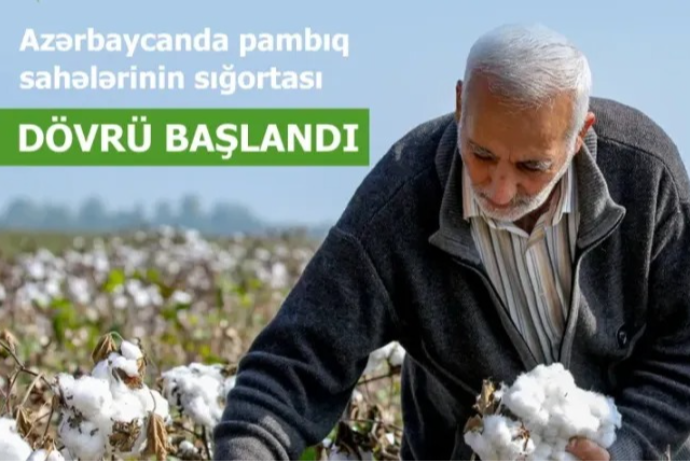 Pambıq sahələrinin sığortası başlandı – ŞƏRTLƏR, MƏBLƏĞLƏR | FED.az