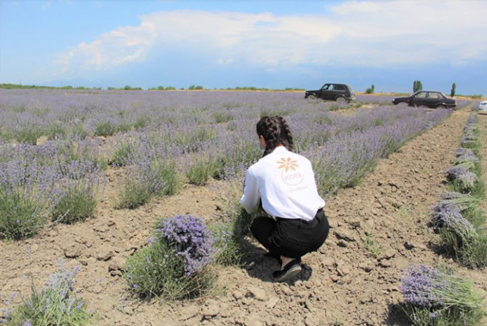 Lavanda təsərrüfatında məhsul - YIĞIMINA BAŞLANILIB | FED.az