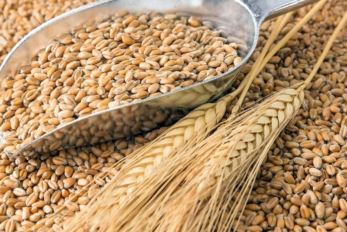 Azərbaycan buğda idxalına çəkdiyi xərci daha 27 % artırıb | FED.az