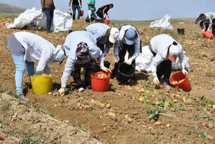 “Buta-Group”un aqroparkında hər hektar üzrə orta məhsuldarlıq 40-45 ton kartof - TƏŞKİL EDİR | FED.az