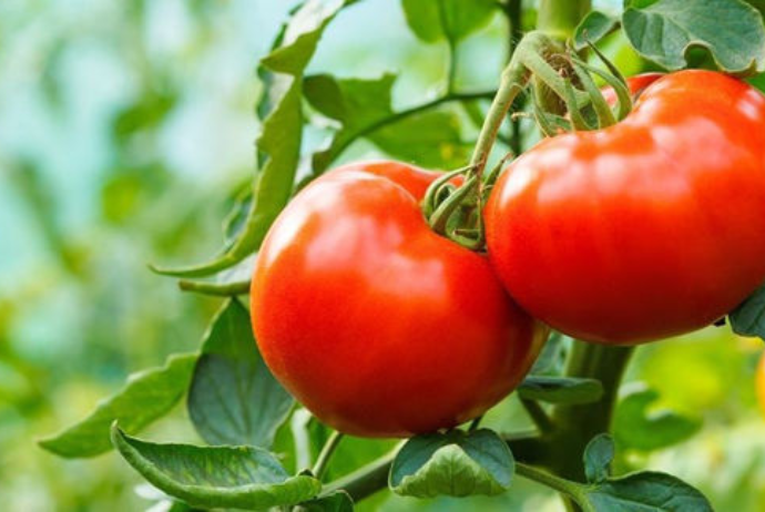 Россия снимает запрет на поставку азербайджанских помидоров | FED.az