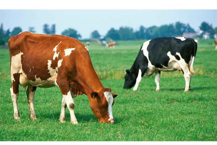 Baytar həkim axtarılır - MAAŞ 2500 MANAT - VAKANSİYA | FED.az