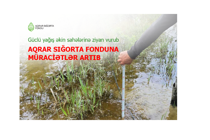 Güclü yağış əkin sahələrinə ziyan vurub - Aqrar Sığorta Fonduna müraciətlər artıb | FED.az