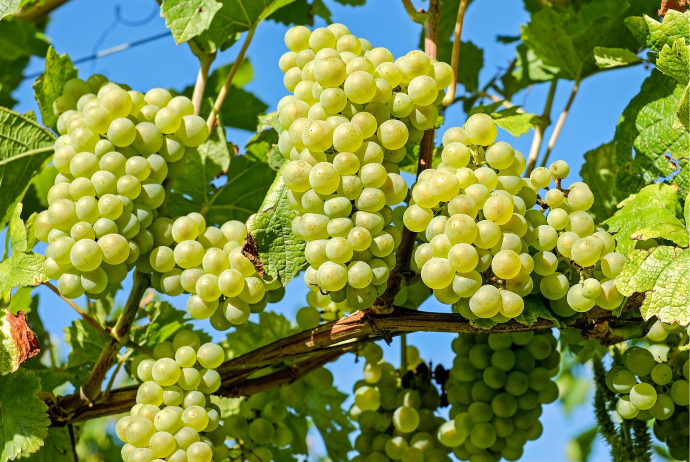 Azərbaycanda ötən ilin 11 ayında 209 min tondan çox üzüm yığılıb | FED.az