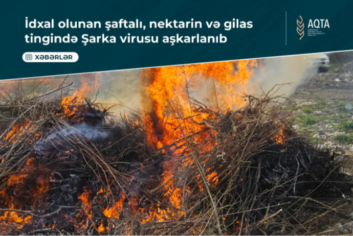 Türkiyədən Azərbaycana gətirilən şaftalı, nektarin, gilas tingində virus aşkarlanıb | FED.az