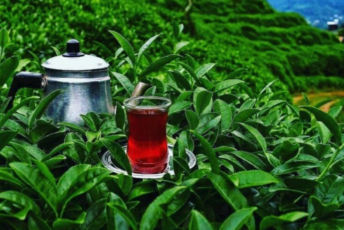 Azərbaycan çay idxalını kəskin azaldıb - KİLOQRAMINI 11 MANATDAN ALIB | FED.az