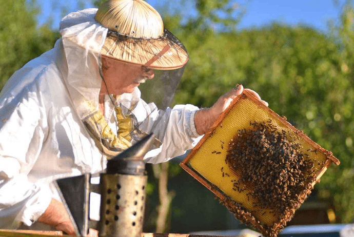Arıçılar Assosiasiyası: "Xaricə bal satmaq istəyirik, qiymətdə razılaşa bilmirik" | FED.az