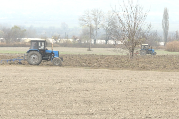 Dincə qoyulan torpaqlara subsidiya veriləcək - Fermerlər və mütəxəssislər yeni qaydanın əhəmiyyətini açıqlayır | FED.az