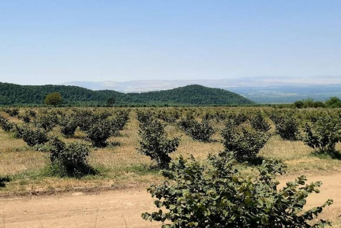 Bakıda biznes mərkəzlərinin sahibi yeni aqrar şirkət yaradıb | FED.az