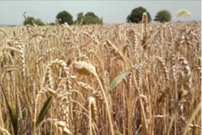 “Kürdəmir Taxıl”ın vergi borcu 39 min manatı ötüb | FED.az